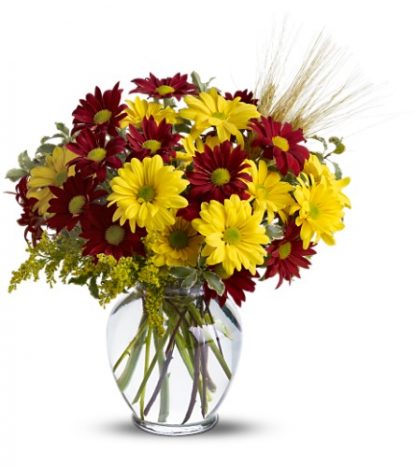 Fall for Daisies (TFWEB446)