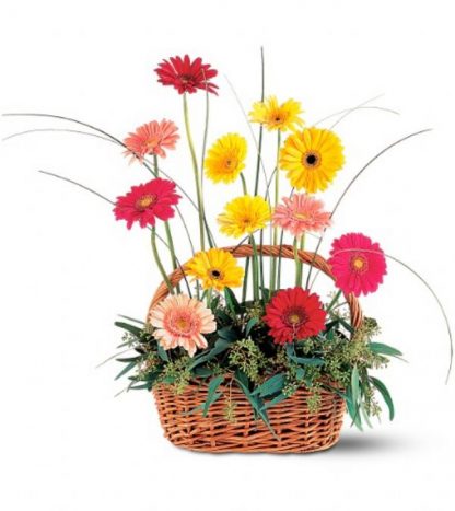 Gerbera Basket (TF202-2)