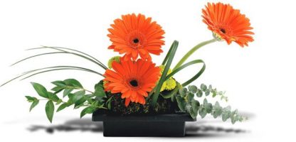 Artistic Gerberas (TW10-F9)