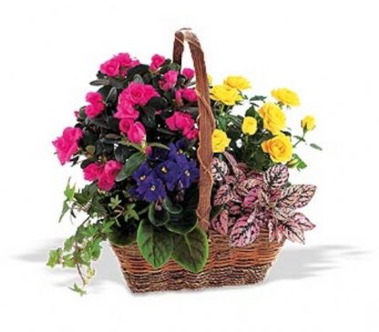 Sympathy Plant Basket (TF191-1)