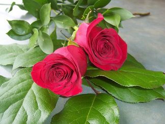 2 Red Roses (RS02-10)