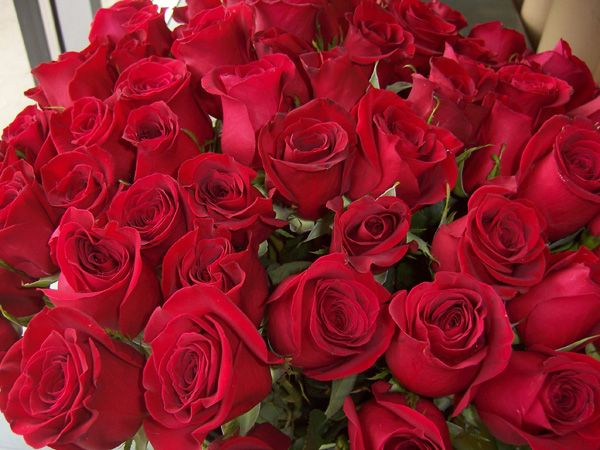 144 Red Roses (RS144-10)