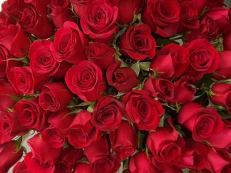 365 Red Roses