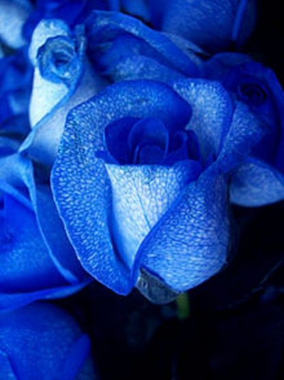 2 Blue Roses (RSB02-10)