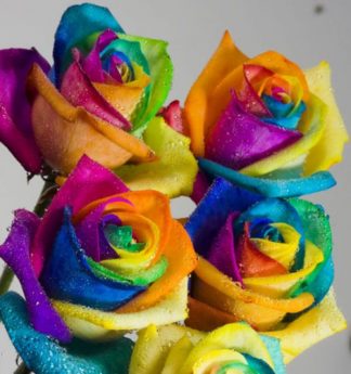 4 Rainbow Roses (RSR04-11)