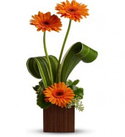 Gerbera Sunshine (TW12-619)