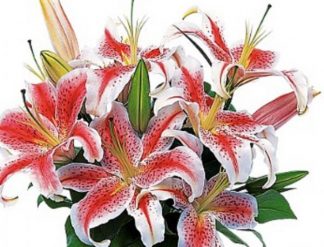 Fancy Lily Bunch (CF12-01)