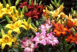 Lovely Lily Bunch (CF12-04)
