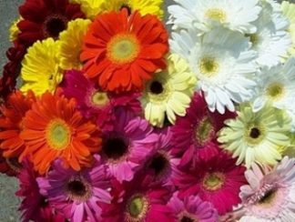 Gerbera Bunch (CF12-02)