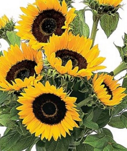Super Sunflower Bunch (CF12-03)