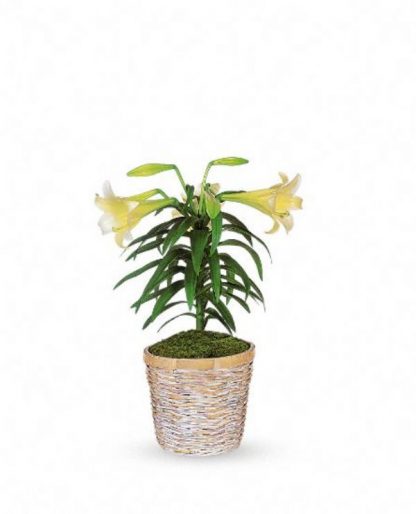 Easter Lily Basket (E13-01)