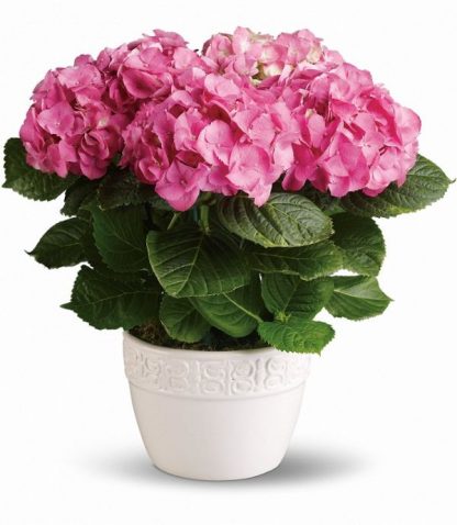 Happy Hydrangea (T89-1A)