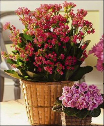 Kalanchoe Basket (T119-3)