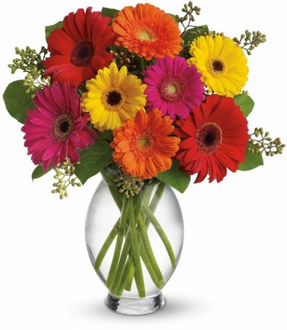 Gerbera Brights (T156-1A)