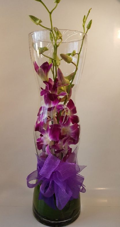 Orchids Under Glass (HD08-01)