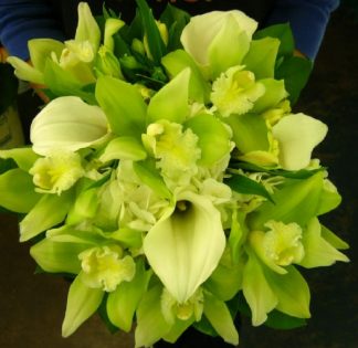 Orchid Limelight (WED13-03)