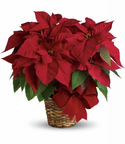 Poinsettia Basket (T122-1A)