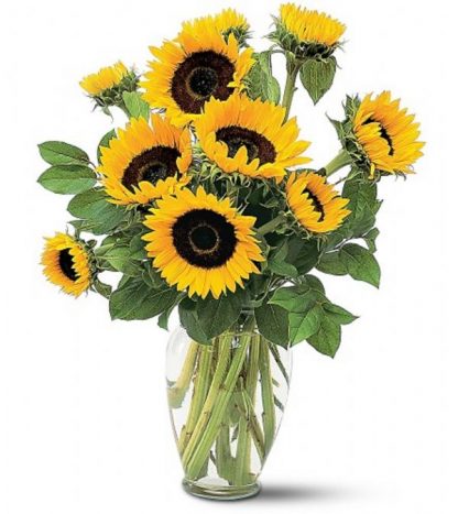 Shining Sunflowers (TF66-1)