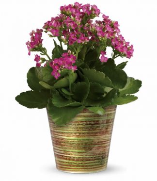 Simply Happy Kalanchoe Plant (T14G110A)