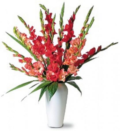 Glorious Gladioli (TF21-1)