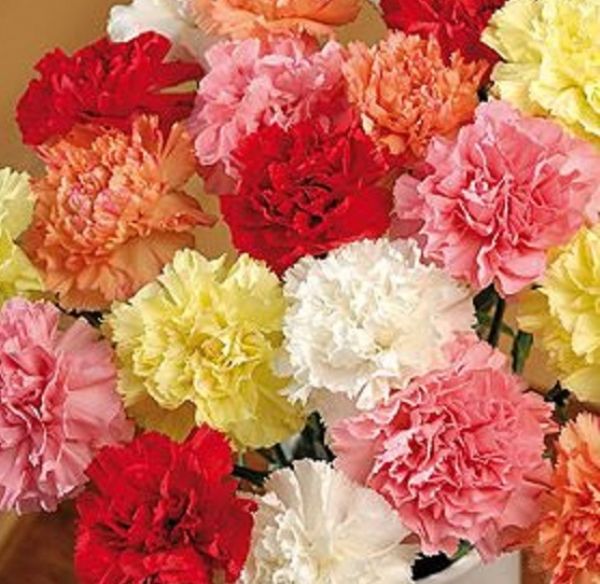 Carnations