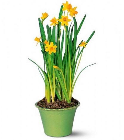 Spring Bulbs (T118-1)