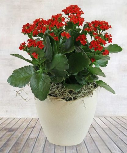 Kalanchoe Pot (XM16-04)