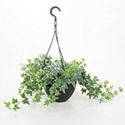 Hanging Plant (T112-1)