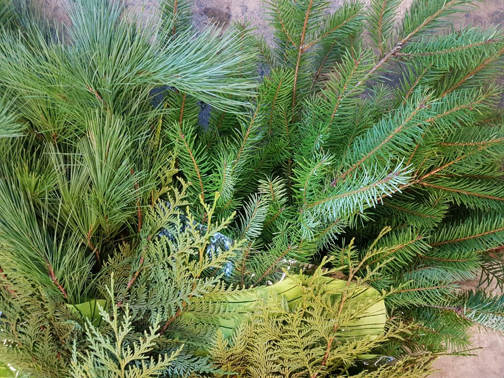 Evergreen Boughs (XM1704) Bunches Flower Co.