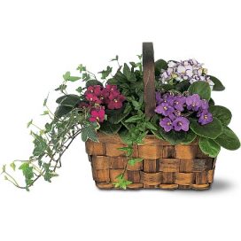Mixed African Violet Basket (TF128-2)