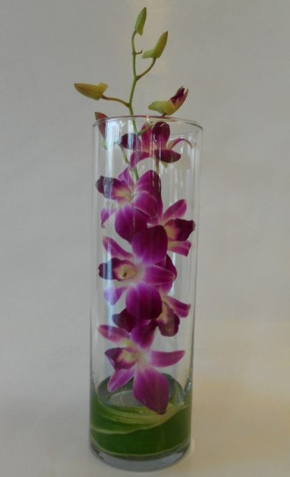 Dendrobium Delight (FA19-02)