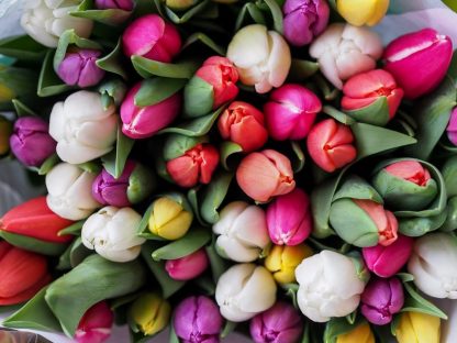 Tulips by the Bunch (CF19-01)