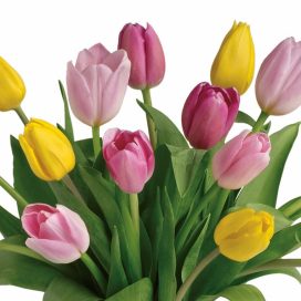 Tulip Bunch (CF12-05)
