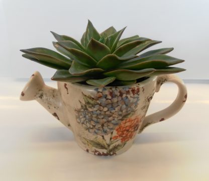 Echeveria Treat (SW20-05)