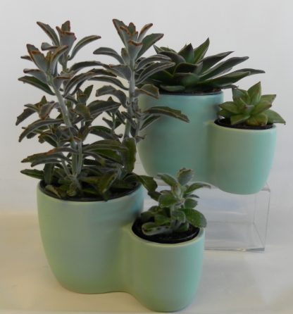 Echeveria Duet (SW20-07)