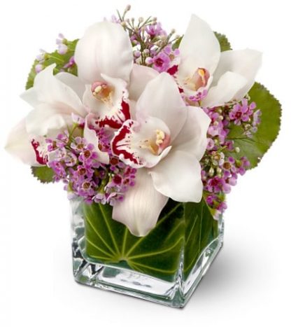 Orchid Posie (FA20-09)