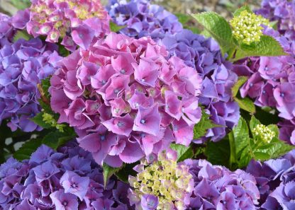 Hydrangea Bouquet (CF20H-01)