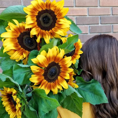 Novelty Sunflower Bunch (CF20-05)