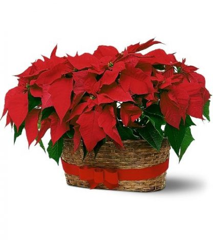 Poinsettia Duet (TF84-2)