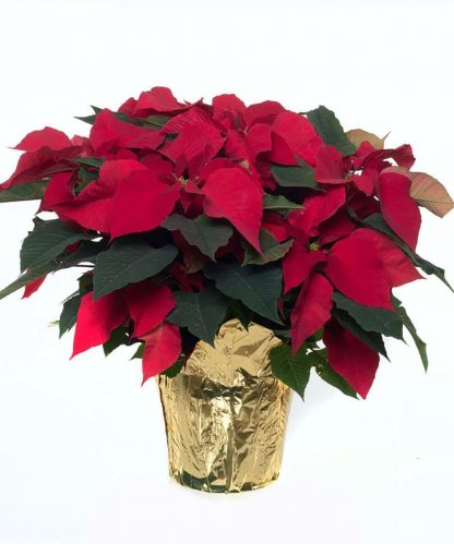 Large Poinsettia (XM19-06-08)