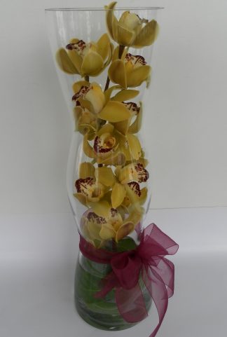 Cymbidium Orchid