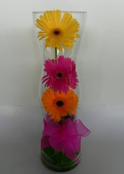 Gerbera under glass