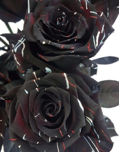 2 Black Roses (RSBL23-02)