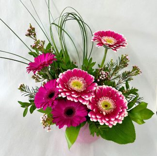 Jazzy Gerberas (FA24-11)